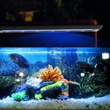 27,5 cm akvarie lampe - 10W LED, hvid/blå