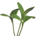 Microgreens - Borago, almindelig hjulkrone