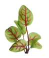 Outlet: Microgreens - Rødbladet syre, 0,5g