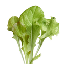 Restsalg: Microgreens - Blandet salat