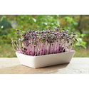 Outlet: Microgreens starterkit - Radise Daikon Rød