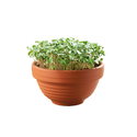 Restsalg: Microgreens starterkit - Grønkål, 1,5g