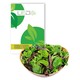 Outlet: Pluksalat frø - Baby Leaf blanding, 0,2g