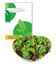 Outlet: Pluksalat frø - Baby Leaf blanding, 0,2g