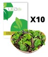 10 ps. Pluksalat frø - Baby Leaf blanding