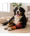 Lysterapi gamache til hunde - til ben & led, rød/infrarød, batteri