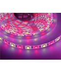 RGB+W LED strips 12V
